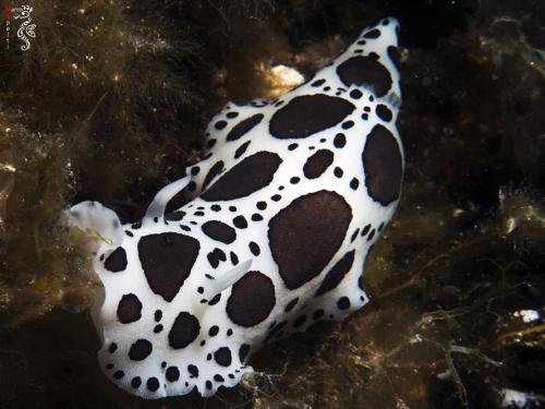 Dotted Sea Slug - Discodoris Atromaculata - Marco Spolti