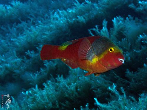 Parrot Fish - Sparisoma Cretense - Marco Spolti
