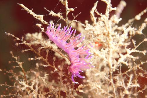 Pink Flabellina - Flabellina Affinis - Simon Morley